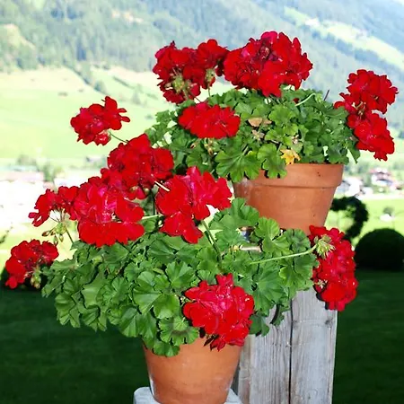 Appartement Alpenferienwohnung Strickner *